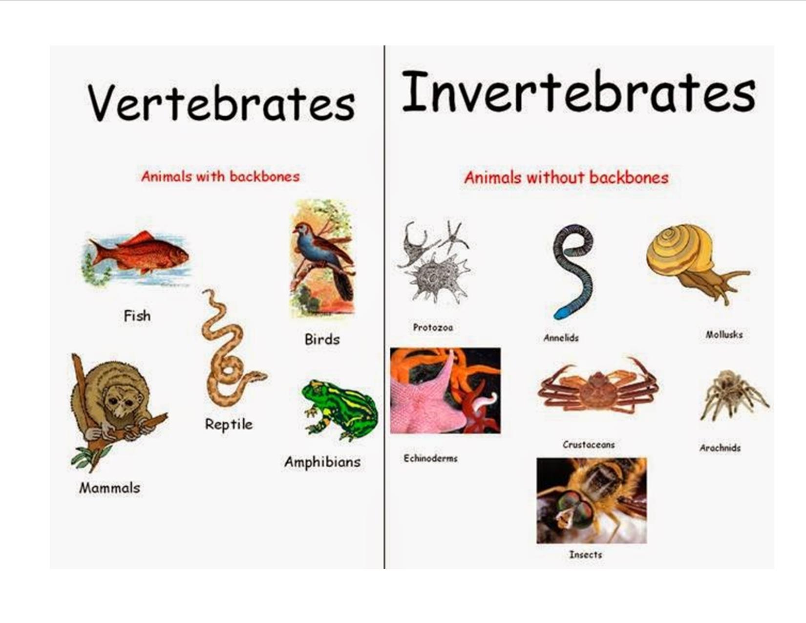 Vertebrates And Invertebrates Quiz Quizizz