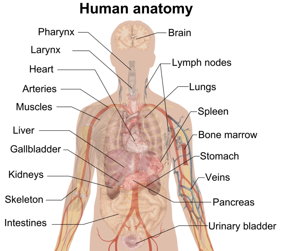 human-body-system-human-anatomy-quiz-quizizz