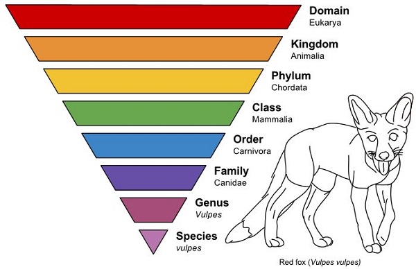 classification-of-living-things-other-quiz-quizizz