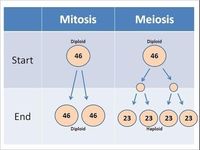 meiosis - Grade 8 - Quizizz