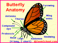 Summarizing Flashcards - Quizizz