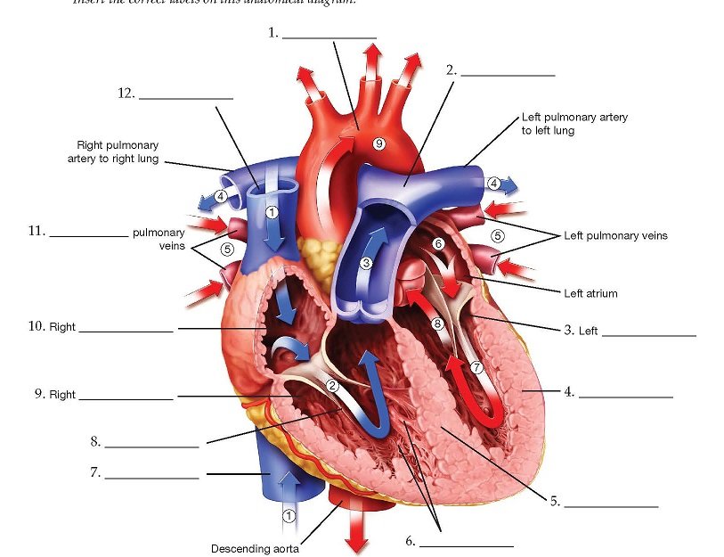 Cardiovascular System | Biology Quiz - Quizizz