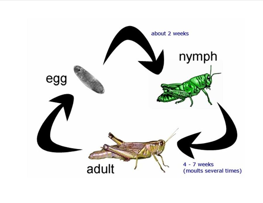 Life Cycle | General Science Quiz - Quizizz