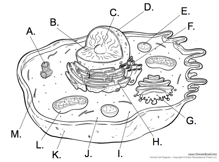 Cell Diagrams | Cell Structure Quiz - Quizizz