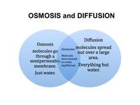 osmosis and tonicity - Class 8 - Quizizz