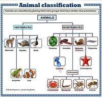 Animals - Grade 6 - Quizizz