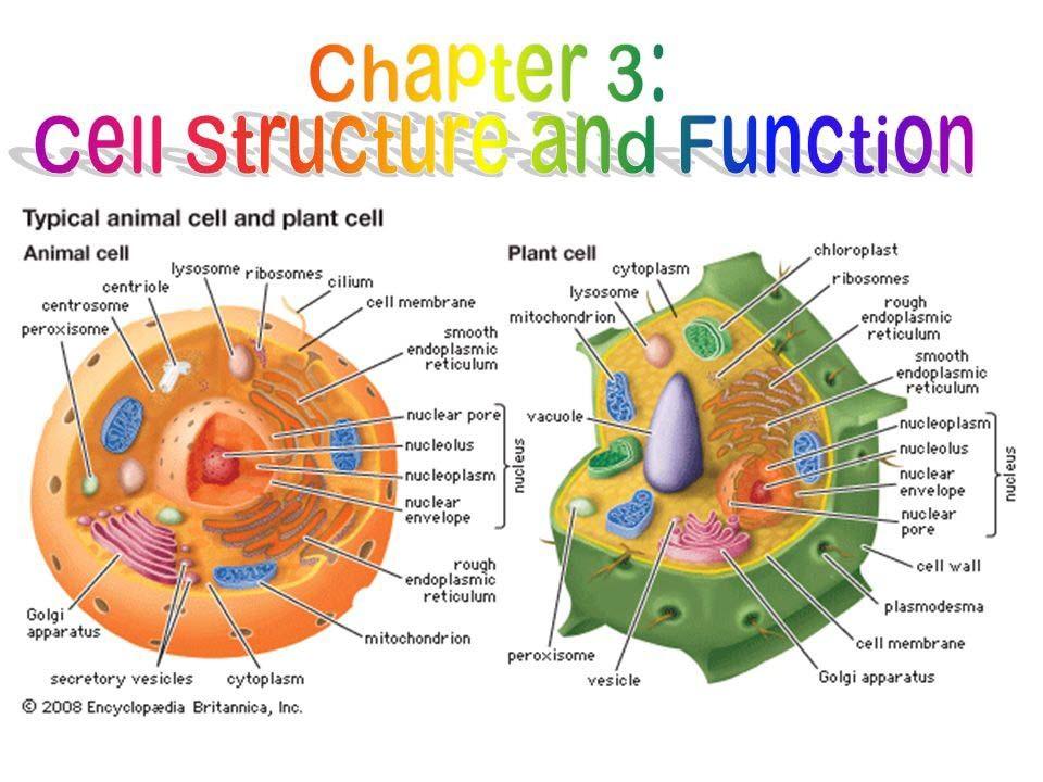 14-best-images-of-cell-structure-and-function-worksheet-answers-cell