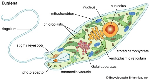 Chapter 2 4 The Euglena Cell Structure Quiz Quizizz