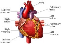 Drawing Hearts - Grade 10 - Quizizz