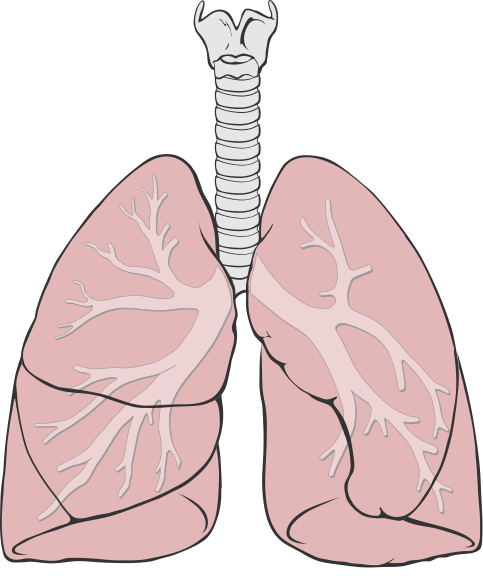 KS3 - The Lungs | 238 plays | Quizizz