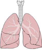 KS3 - The Lungs