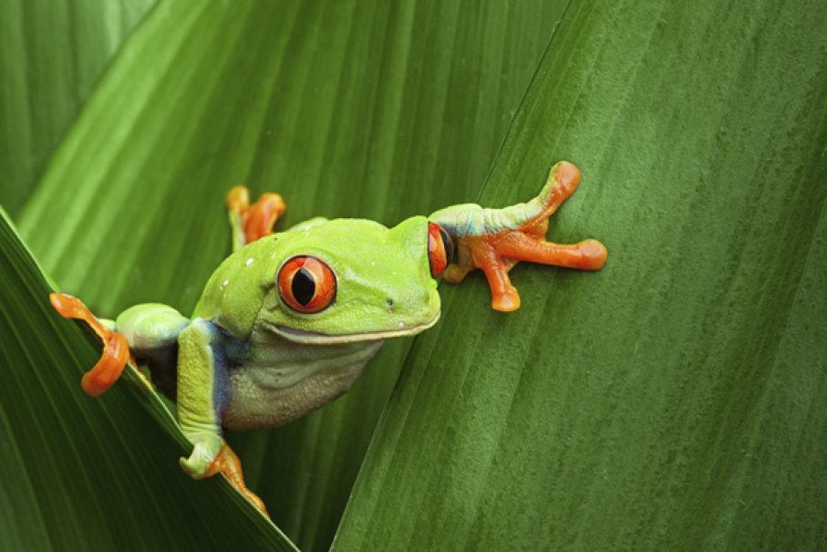 Classification of Plants and Animals | Other Quiz - Quizizz