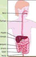 los sistemas digestivo y excretor - Grado 6 - Quizizz