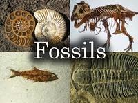fossils - Class 5 - Quizizz