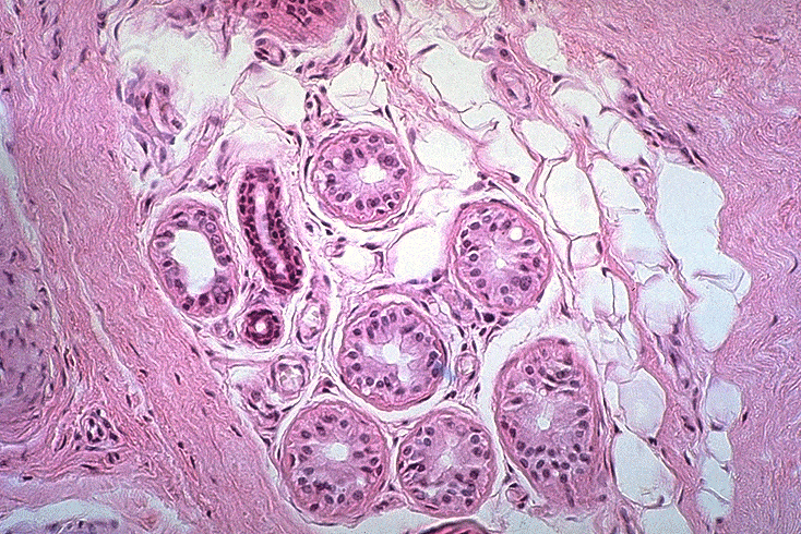 Epithelial Tissue Quick Quiz Questions & Answers For Quizzes And Tests ...