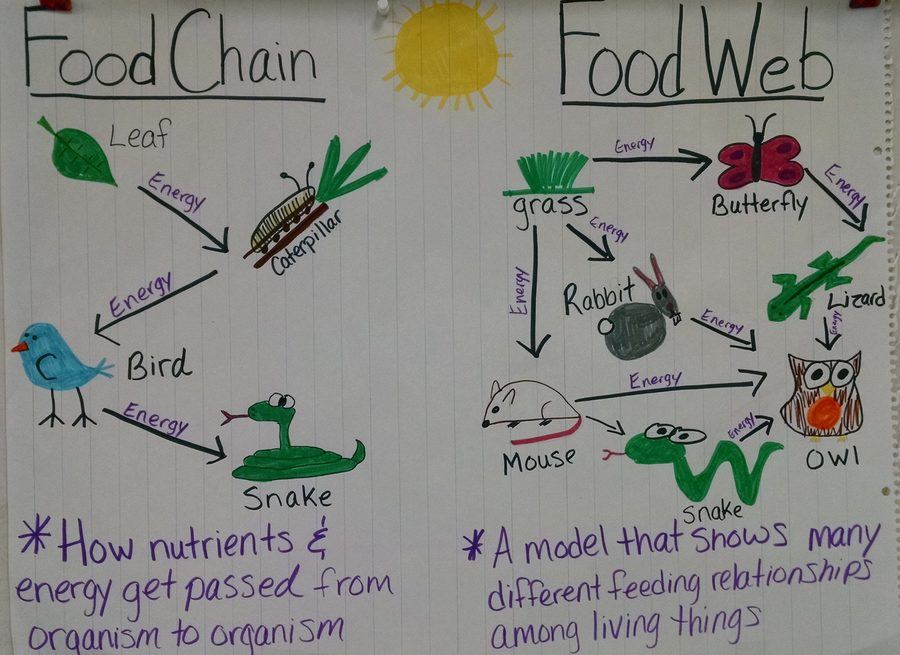 Food Chains/ Webs Vocabulary | 745 plays | Quizizz