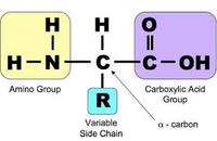 introduction to heredity - Year 10 - Quizizz