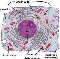 célula vegetal y animal - Grado 7 - Quizizz