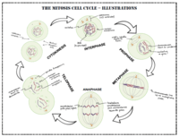 the cell cycle and mitosis - Grade 12 - Quizizz