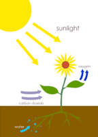 photosynthesis - Class 5 - Quizizz