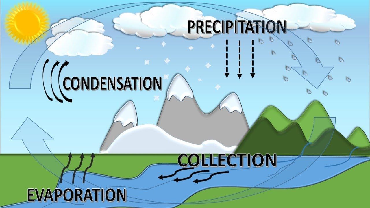 Water Cycle and Water Distribution - Quizizz