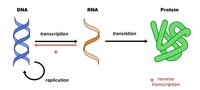 Central Dogma