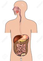 os sistemas digestivo e excretor - Série 8 - Questionário