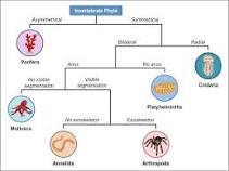 Dichotomous Keys