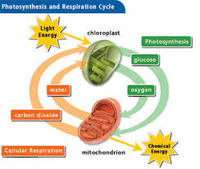 cellular respiration - Class 6 - Quizizz