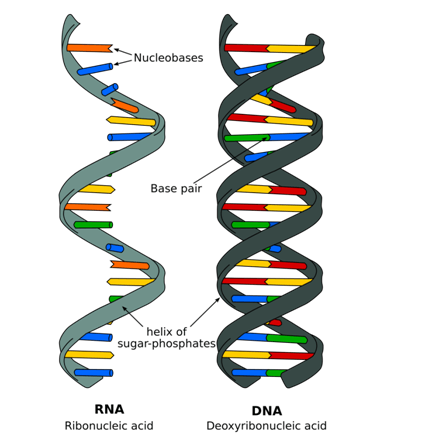 DNA-Replication-Transcription-Translation | Quizizz