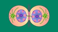 cell division - Class 9 - Quizizz