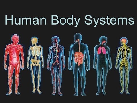 7th Grade Body Systems | Human Anatomy Quiz - Quizizz