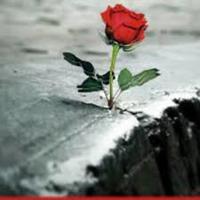 The Rose that Grew from Concrete | Literature Quiz - Quizizz