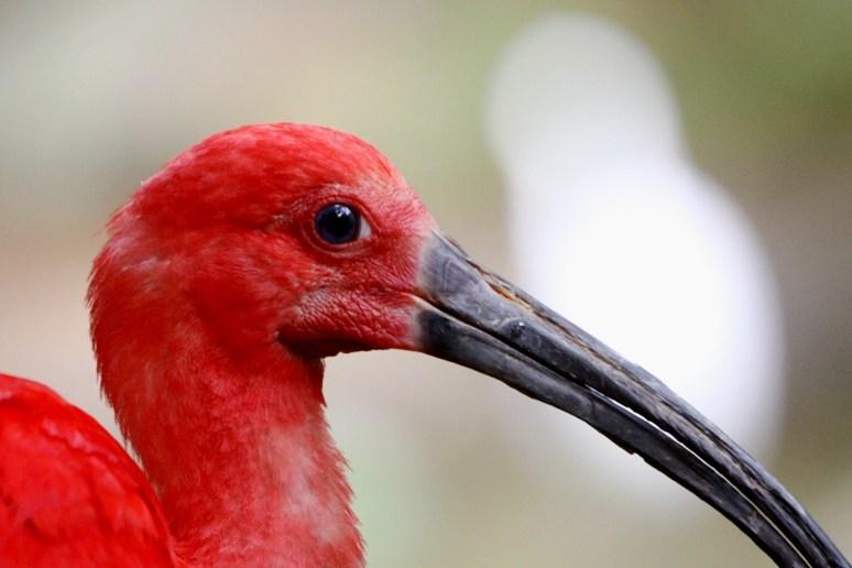 "The Scarlet Ibis" & Theme