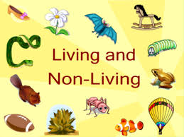 Kindergarten Living vs. Non Living Things | 146 plays | Quizizz