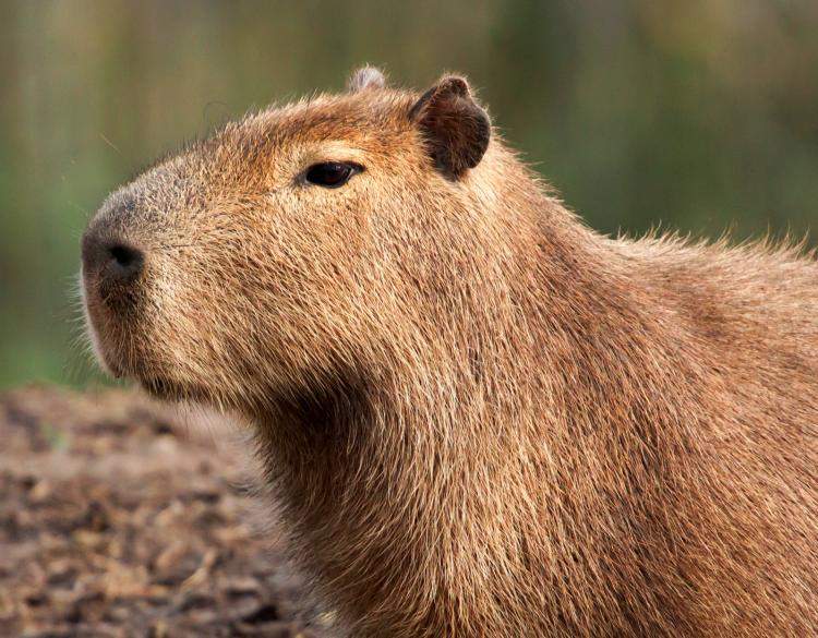 capybara-quiz-spanish-quiz-quizizz