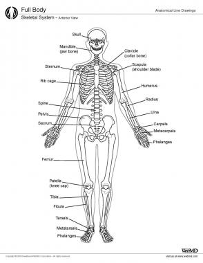 Skeletal Insights: Vertebral Column and Rib Cage Quiz - Trivia