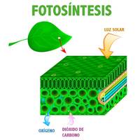 fotosintesis - Kelas 11 - Kuis