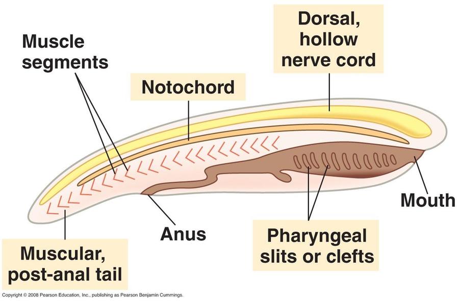 Chordates & Vertebrates | Reproductive System Quiz - Quizizz