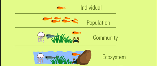 Level of Organization in an Ecosystem | 266 plays | Quizizz