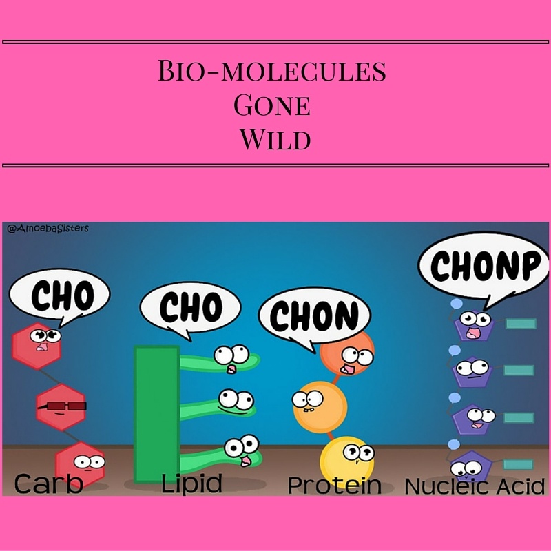 PreAP Bio Biomolecule/Enzyme Test review Quizizz