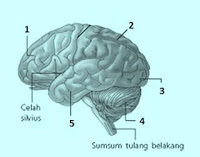 sistem saraf dan endokrin - Kelas 9 - Kuis