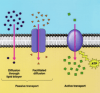 membranas y transporte - Grado 9 - Quizizz