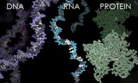 sintesis RNA dan protein - Kelas 7 - Kuis