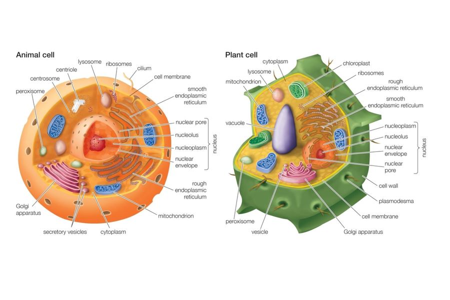 Animal Cell Vs Plant Cell Structure Quiz Quizizz