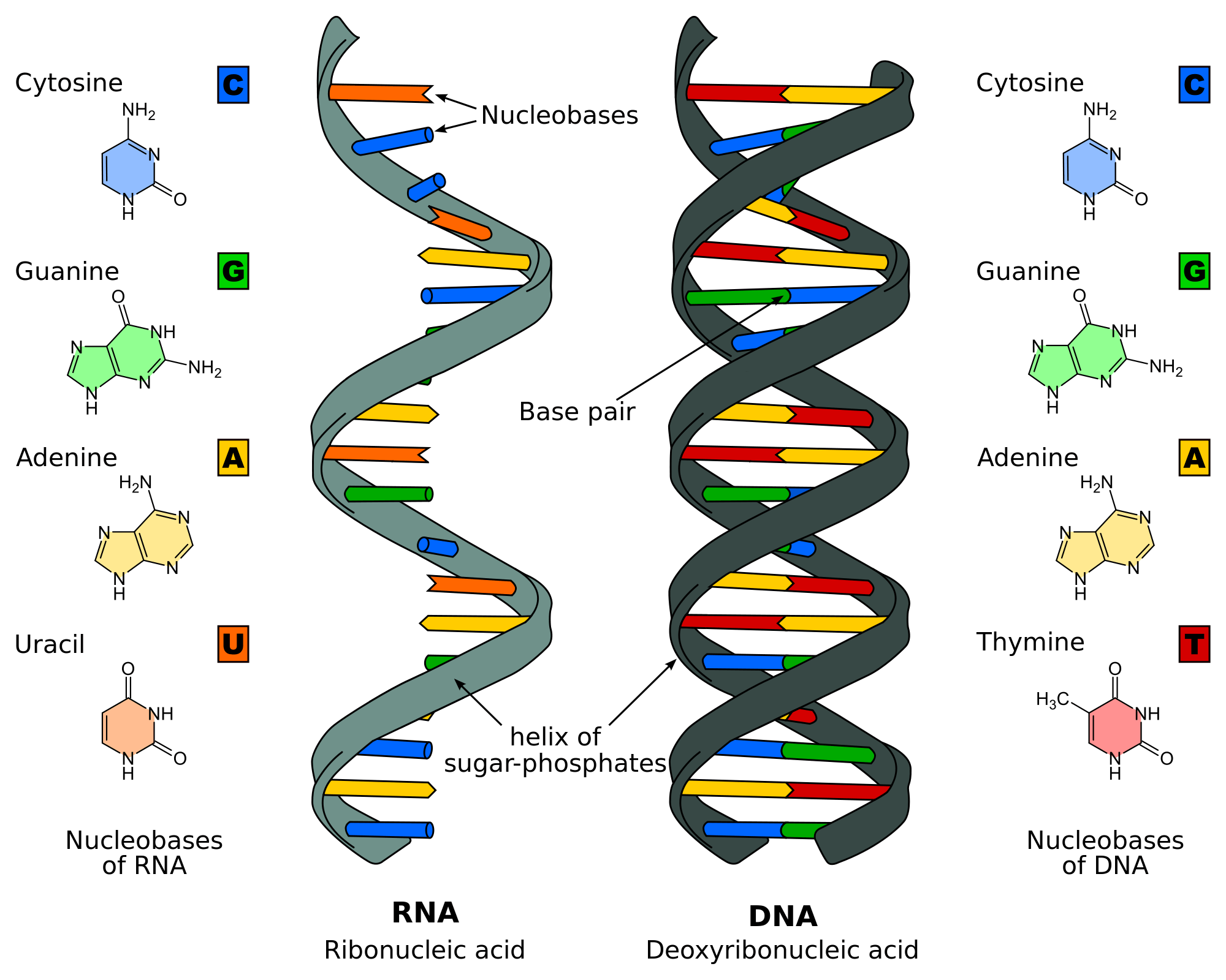 Nucleic Acids 794 plays Quizizz