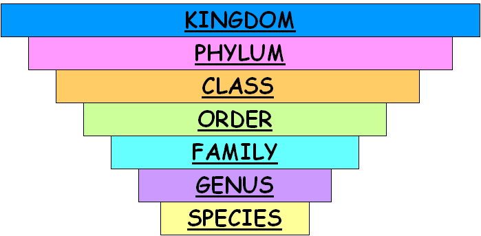 Classification of Organisms