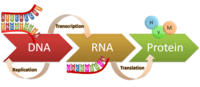 síntese de rna e proteína - Série 9 - Questionário