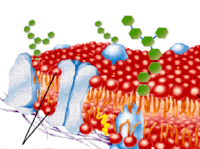 the cell membrane - Grade 7 - Quizizz