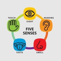 The 5 Senses - Grade 2 - Quizizz